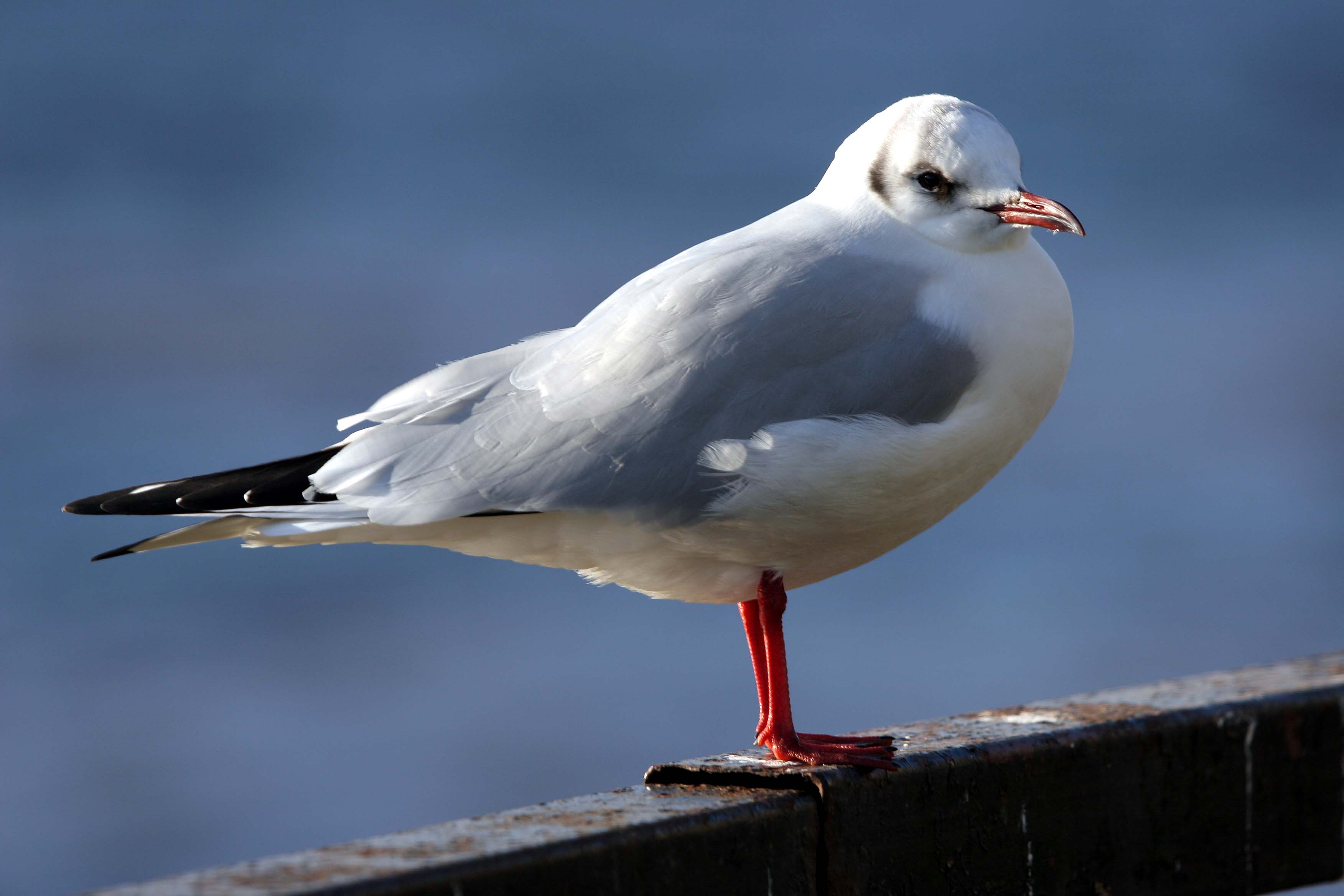 Black-headed Gull (Ad winter) � 2005  F. S. Simpson